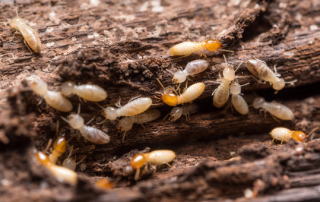 termites